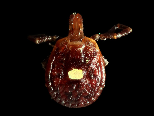 The two major kinds of ticks that can be found in Midwestern states like Nebraska during spring and summer are the American dog tick and the lone star tick (pictured). (Photo by Benjamin Smith, CC BY 2.0)